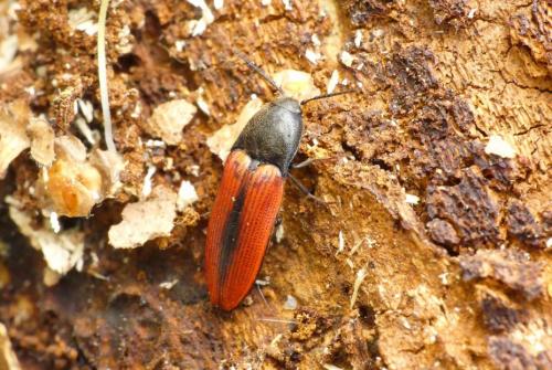 Ampedus sanguinolentus